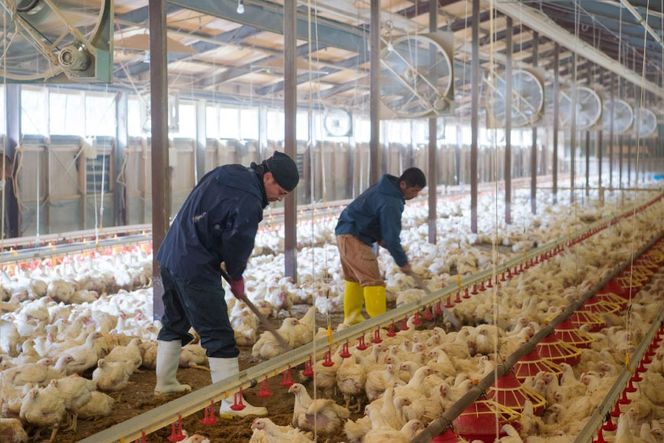 鶏肉 小分け 宮崎県産 ブランド鶏 夢創鶏 もも むね 切身 セット 200g 5p 2種 計2㎏ [英楽 宮崎県 日向市 452061148] むね肉 もも肉 ムネ モモ 鶏