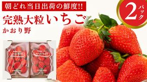 完熟 かおり野 2パック 先行予約 大粒 イチゴ 苺 いちご フルーツ 果物 [AF061ci]