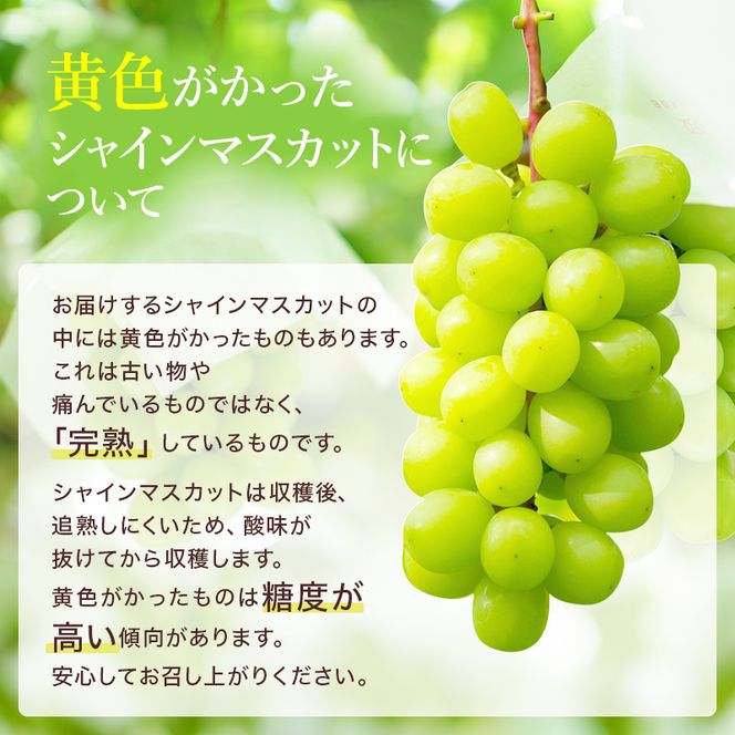 ぶどう 2026年 先行予約 ご家庭用 シャイン マスカット 約2kg 糖度抜群！ 【9月上旬～順次発送分】 ブドウ 葡萄  岡山県産 国産 フルーツ 果物 果物類 