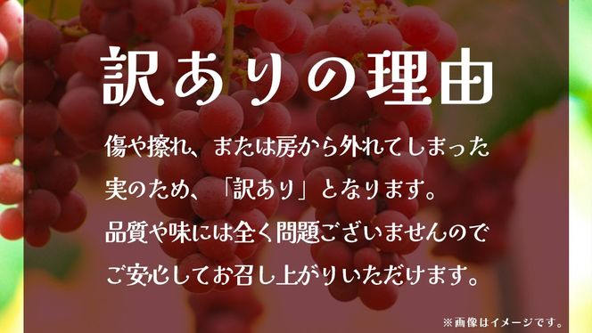 【 訳あり 】 クインニーナ 3kg 【2026年9月発送開始】(茨城県共通返礼品：大子町) ぶどう 葡萄 ブドウ 果物 フルーツ 果実 ワケあり ご自宅用 ご家庭用 自分用