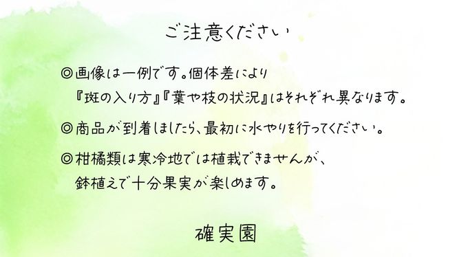 温州 みかん の 苗  8号ポット 1点 苗木 庭木 果樹 ガーデニング 家庭菜園 園芸 鉢植え 庭木 果物 くだもの  観葉植物 インテリア 植木鉢 [BG022us]