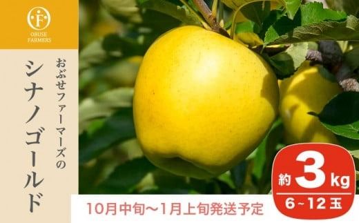 シナノゴールド 秀以上 約3kg 6～12玉 ［おぶせファーマーズ］ 果物 フルーツ りんご 林檎 リンゴ 長野県産 信州産 令和7年産 【2025年10月中旬〜2026年1月上旬発送】 ［FH-83］