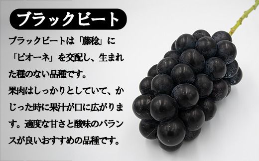 2025年発送分】希少品種「ブラックビート」3～4房（約2kg）種