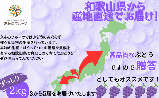  【8月下旬に発送】ジューシーな高級ぶどう 約2kg(3~5房)/ぶどう 藤稔 黒ブドウ 果物 くだもの フルーツ 有機 【kmf004】