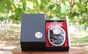 黒 ニュー ピオーネ 1房 650g以上 葡萄 ぶどう フルーツ 岡山 高梁市産 赤迫農園 2026年 先行予約 果物 デザート 愛情 最高 新鮮 桐箱入り 美味しい 