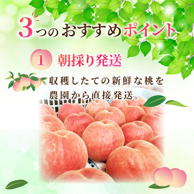 【先行予約・数量限定】大子町産「桃」約3kg 品種おまかせ（あかつき・まどか・美郷 等）｜茨城県 大子町 令和8年産 もも モモ フルーツ 果物 おまかせ 詰め合わせ 産地直送 旬 人気 厳選 奥久慈りんご園（AI008）