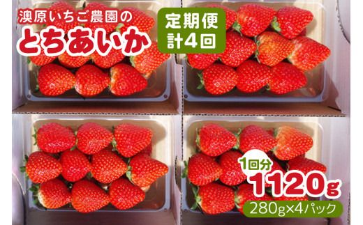 [定期便/4回] 澳原いちご農園のとちあいか定期便 (毎月お届け 計4回)|いちご イチゴ 苺 とちあいか フルーツ 果物 果実 産地直送 栃木県産 期間限定 数量限定 先行予約 [0604]