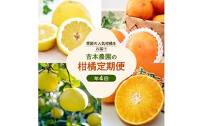 定期便 4回  柑橘 吉本農園  甘平 文旦 河内晩柑 愛南ゴールド 宝紅まどんな 4ヶ月