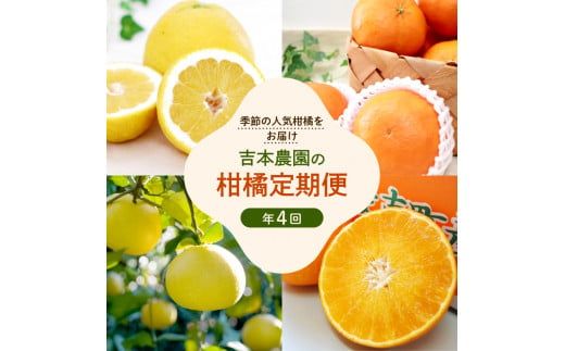 定期便 4回  柑橘 吉本農園  甘平 文旦 河内晩柑 愛南ゴールド 宝紅まどんな 4ヶ月