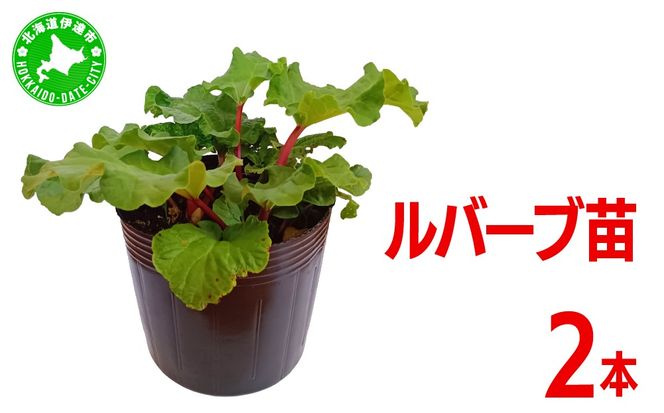 北海道 伊達市産 ルバーブ(苗) 2本｜国産 野菜 ジャム パイ お菓子作り 家庭菜園【kzh-019】