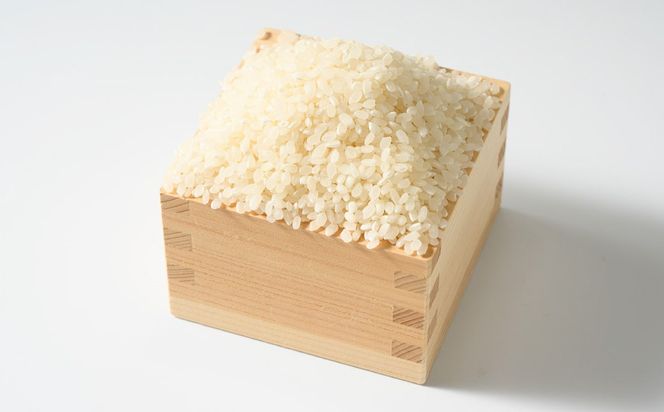 【先行予約】【令和8年産】茨城県産にじのきらめき 5kg ※2026年10月～発送 | 米 お米 おこめ コメ 白米 精米 ご飯 ごはん にじのきらめき 茨城県 守谷市