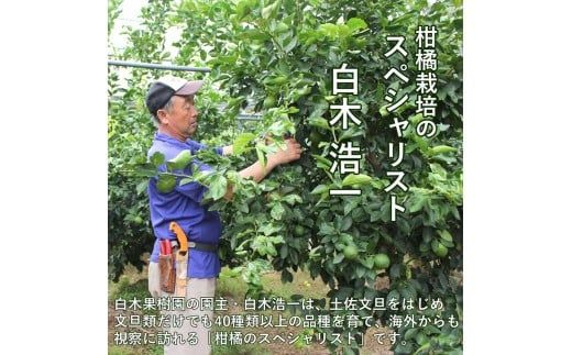 【先行予約】レモン 約1.5kg 4～7個〈2026年10月下旬～12月上旬頃発送〉  / 璃の香レモン 果物 くだもの 柑橘 フルーツ れもん お取り寄せ 産地直送 おいしい 美味しい 白木果樹園 常温 配送 高知県 高知 土佐市【白木果樹園】 [BQAI024]