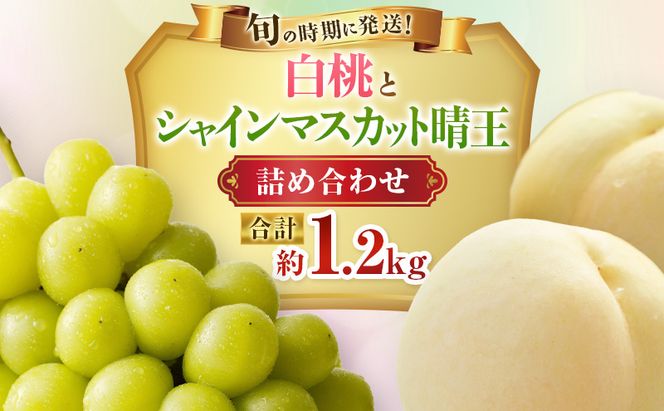 【2027年先行受付】 白桃 シャインマスカット 晴王 約1.2kg セット 桃 2玉 ぶどう 1房 岡山県産  御中元 ギフト 御礼 プレゼント 御礼 御祝 御供 果物 くだもの フルーツ もも モモ 葡萄 ブドウ