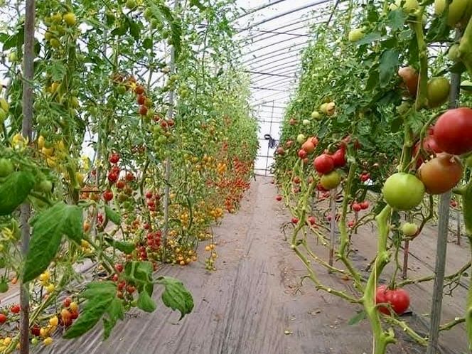 【2026年夏～発送】おかの農園 カラフル ミニトマト 1kg セット 詰合せ サイズ混合 複数 品種 新鮮 野菜 産地直送 北海道 富良野 ふらの