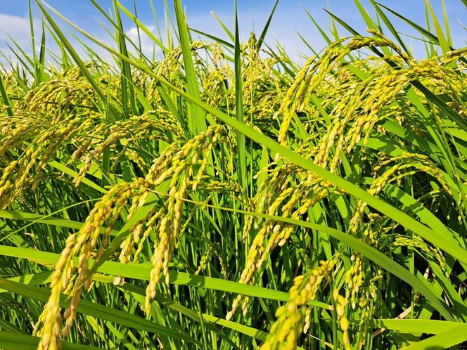 【令和7年産】【無洗米】コシヒカリ5kg 茨城県常総市産 精米｜米 お米 白米 ご飯 コメ こめ こしひかり