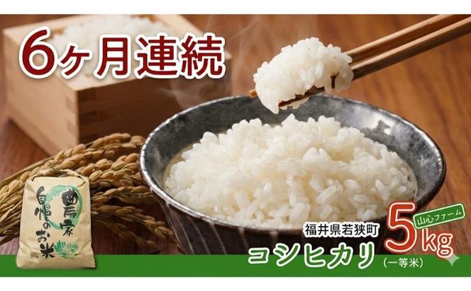 【6ヶ月連続】令和8年産福井県若狭町コシヒカリ（一等米）5kg（山心ファーム） お米 福井県産 甘い