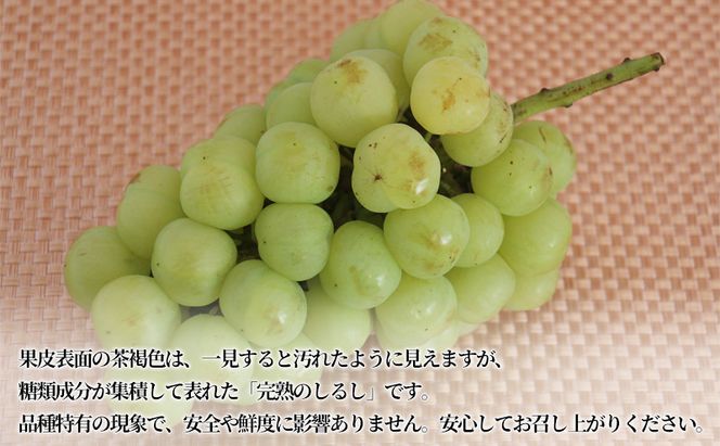 【2026年先行予約】 ぶどう 岡山県産 たたらみねらる 瀬戸ジャイアンツ 1.3kg以上（2房～3房） 《2026年9月中旬-10月中旬頃出荷》 葡萄 ブドウ フルーツ 果物 スイーツ 数量限定 期間限定 岡山 里庄町 