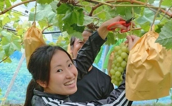 シャインマスカット 1房 600g前後 葡萄 フルーツ 岡山 高梁市産 ぜきお農園 ぶどうclub 2026年 先行予約 果物類 ブドウ 果物 