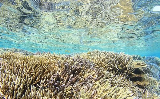 シュノーケリング利用券　石垣島のマンタ・サンゴ・ウミガメに会いに行こう YD-3-1