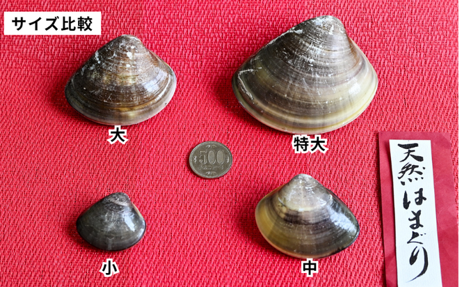 岬だよりの＜個包装＞大粒!天然はまぐり(特特大サイズ)170g前後×5個入り