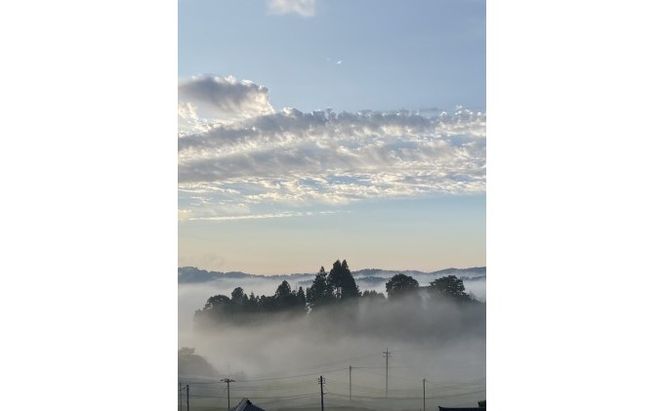 黒 シャイン マスカット 1房 650g以上 葡萄 ぶどう フルーツ 岡山 高梁市産 赤迫農園 2026年 先行予約 果物 デザート 愛情 最高 新鮮 桐箱入り 美味しい 