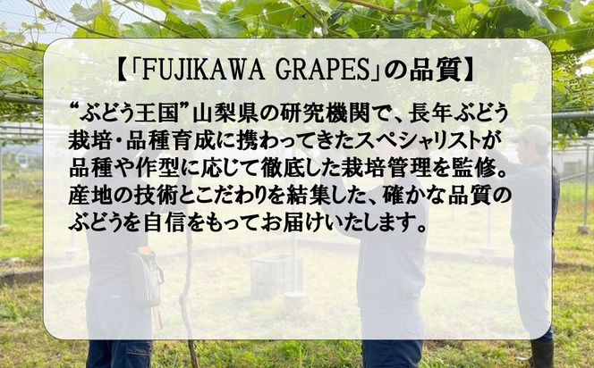 《秀品以上》上級品をお得に　【BKシードレス】　1.0kg以上（3房）　【2026年発送分 先行予約】- FUJIKAWA GRAPES -