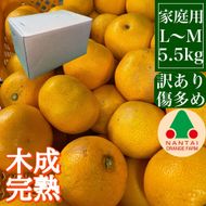 家庭用 5.5kg 訳あり 傷多め 4月 まで 木成 完熟 させた 有田 はっさく L または M サイズ 茶箱 南泰園 みかん  	BS768