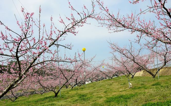 【桃 2026年 先行予約】贈答用 清水白桃 約2kg(5～7玉) もも モモ 岡山県 国産 フルーツ 果物