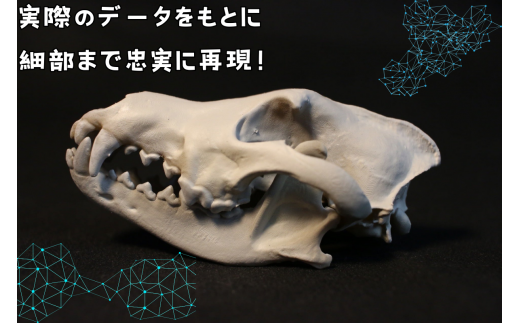  縮小 頭骨 レプリカ タイリクオオカミ 8cm / 標本 コレクション プラモデル 動物 標本 頭骨 狼 フィギュア インテリア 模型 動物 博物館 骨格 ミニチュア 3D プリント キーホルダー 【anf949-8c-tok】