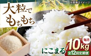 【全12回定期便】 にこまる 玄米品質1等米 白米 10kg 糸島市産 糸島市 / 糸島の恵み コメ こめ ご飯[AGR013]