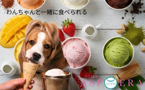 015B657 【愛犬と一緒に楽しむ】 贅沢 ジェラート 12個 セット 詰め合わせ 無添加 (季節のジェラート6個 ＆ わんちゃん専用6個)