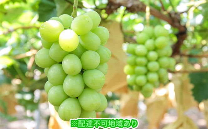 ぶどう 2026年 先行予約 モリ旬 シャイン マスカット 晴王 約700g×1房 ブドウ 葡萄  岡山県産 国産 フルーツ 果物 ギフト 果物類 シャインマスカット 