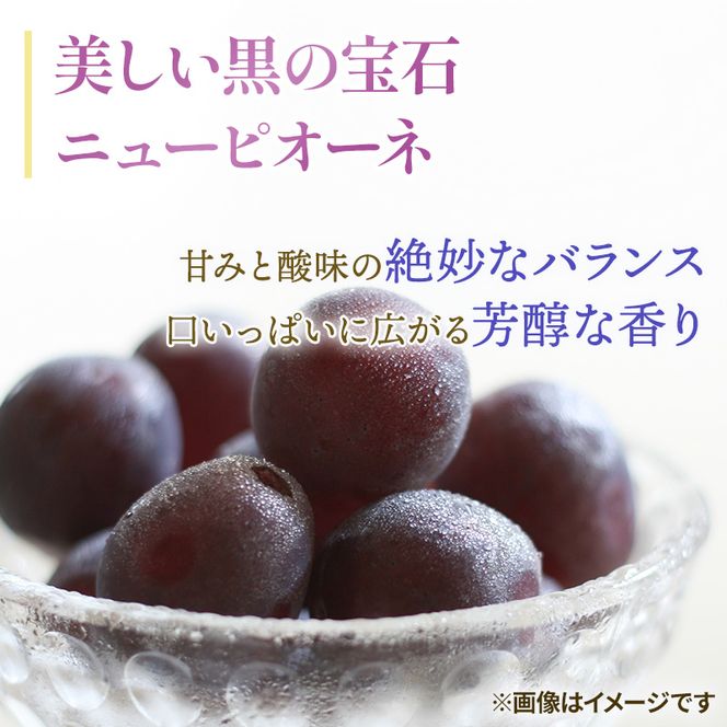 ぶどう 2027年 先行予約 秋のニューピオーネ 2房 合計1.0kg ブドウ 葡萄 岡山県産 国産 フルーツ 果物 ギフト 環山堂