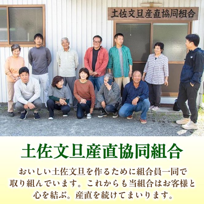 【先行予約】生産者直送 土佐文旦 約9.5kg [2L～4L] 家庭用 ＜2027年1月下旬より発送＞ 家庭用 文旦 柑橘 みかん フルーツ 果物  産地直送 お取り寄せ 人気 【土佐文旦産直協同組合】