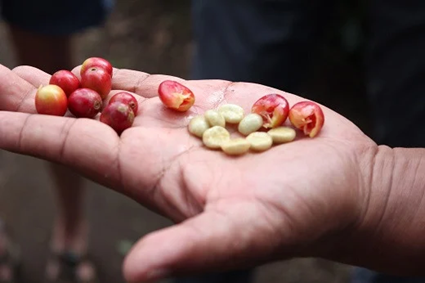 【Specialty Coffee】真庵（まこと）焙煎コーヒー豆（２種類） ※産地はおまかせ　コーヒー 珈琲 コーヒー豆 珈琲豆 焙煎 コスタリカ ブラジル グアテマラ コロンビア エチオピア インドネシア ケニア 