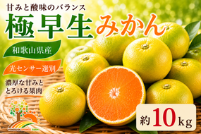 【先行予約】こだわりの極早生みかん 約10kg 農家直送 有機質肥料100% サイズ混合 ｜ みかん 極早生 早生 柑橘 果物 くだもの 果実 フルーツ 和歌山 有田