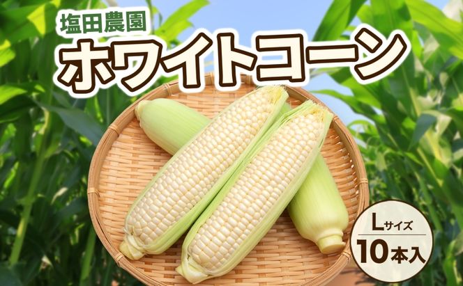 北海道産 白い とうもろこし ピュア ホワイト L 10本 8月中旬～下旬お届け 朝採り トウモロコシ コーン 北海道産 甘い ピュアホワイト 新鮮 先行受付 夏 野菜 産地直送 塩田農園 送料無料 北海道 洞爺湖町 