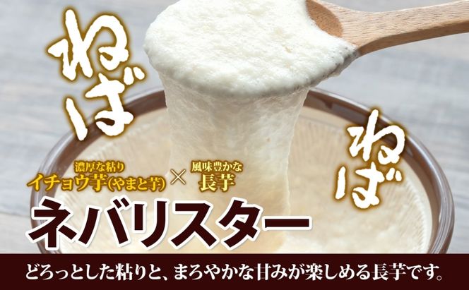 【 2026年 出荷 】 北海道 倶知安町産 ネバリスター 計5kg 北海道産 芋 ながいも 長芋 とろろ 新鮮 フレッシュ 野菜 農作物 産直 山芋 大和芋 イチョウ芋 麦とろ 山かけ おつまみ グリーンアースファーム