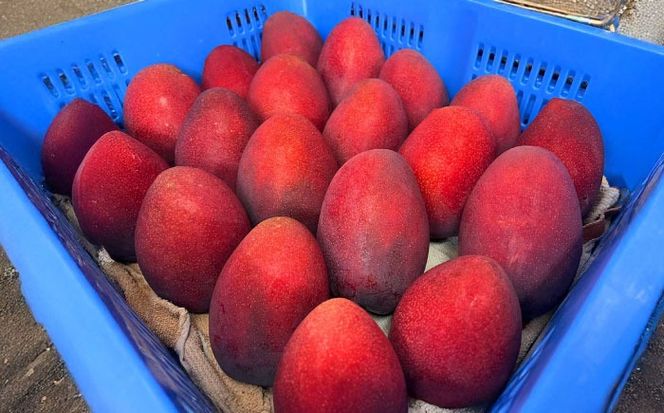 【優秀賞受賞】沖縄県産 完熟マンゴー 訳アリ 1kg (2〜3玉) マンゴー 沖縄 果物 フルーツ ギフト 沖縄市 / MAIFARM[BCAN003]