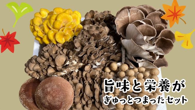 【 3ヶ月連続定期便 】きのこ の 詰め合わせ Sサイズ ( 約1kg ) （茨城県共通返礼品：城里町） キノコ セット 野菜 低カロリー ダイエット デトックス バラエティ セット 新鮮 [DY005us]