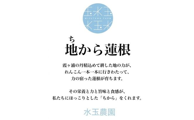 農園採れたて 地からレンコン 2kg | 産地直送 茨城県 土浦市産 れんこん 蓮根 シャキシャキ ※2026年9月～発送