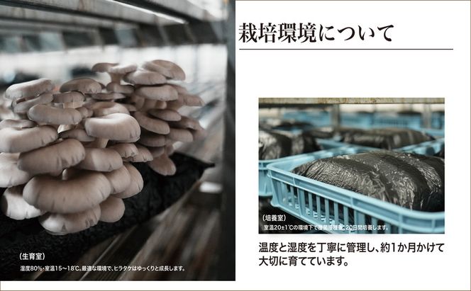 京都府産オーガニック　ヒラタケ（6パック入り約840g）