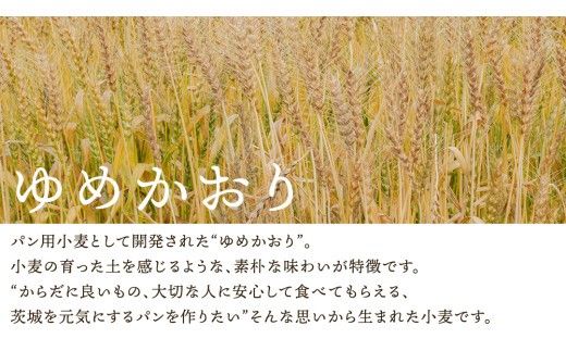 茨城県産 小麦の レーズンパン 2斤 2本 セット 食パン パン 小麦 冷凍 レーズン プレゼント ギフト [AU007ci]