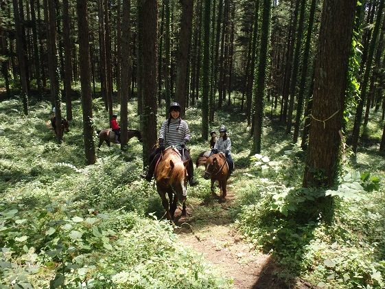 乗馬 体験 まきば軽井沢 ほっこり50分 乗馬体験 1名様 長野 信州 小諸 大自然 体験チケット 