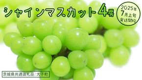 シャインマスカット ４房 【2025年7月上旬発送開始】(茨城県共通返礼品：大子町)  ぶどう 葡萄 ブドウ マスカット フルーツ 果物 スイーツ
