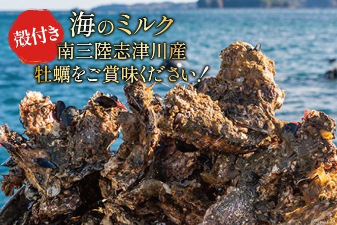 【期間限定発送】牡蠣 南三陸志津川産 殻付き牡蠣 3.5kg 20個前後 [南三陸牡蠣倶楽部 宮城県 南三陸町 30ao0001] カキ かき 生牡蠣 魚貝類 生牡蠣 貝 海鮮 魚介類 オイスター カキフライ カキ鍋 アヒージョ 魚介 期間限定 冷蔵 新鮮 濃厚