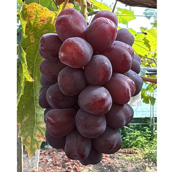 ぶどう 2026年 先行予約 話題の品種 富士の輝 1房詰め 特秀ランク 800g以上 特秀 葡萄 岡山県産 国産 フルーツ 果物 ギフト 【 Nini farm 農家 直送 】