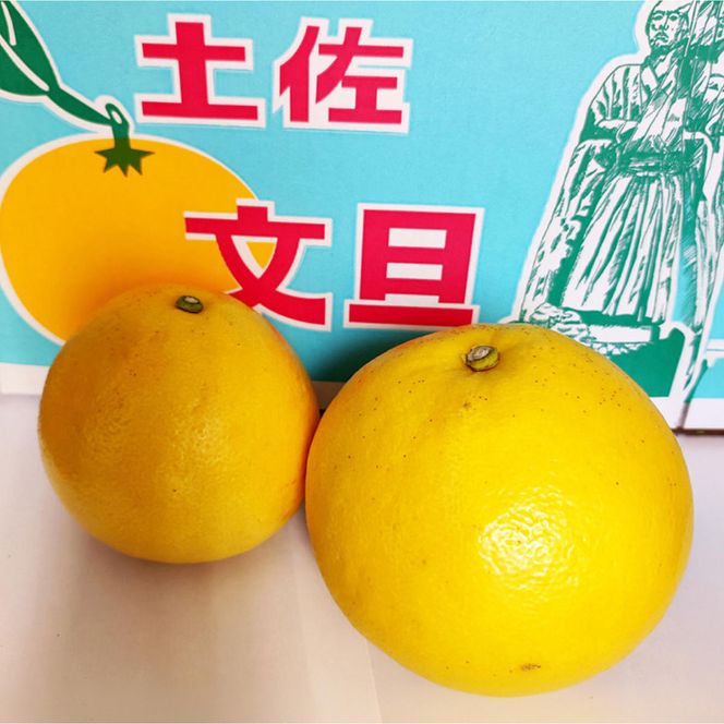 【先行予約】土佐文旦 大玉 家庭用 約10kg（2L～4Lサイズ混合：16～21玉)  数量限定 文旦 ぶんたん ブンタン 10キロ 柑橘 フルーツ 果物 ご当地 お取り寄せ 土佐 高知＜2027年1月下旬から順次発送＞【玉木農園】