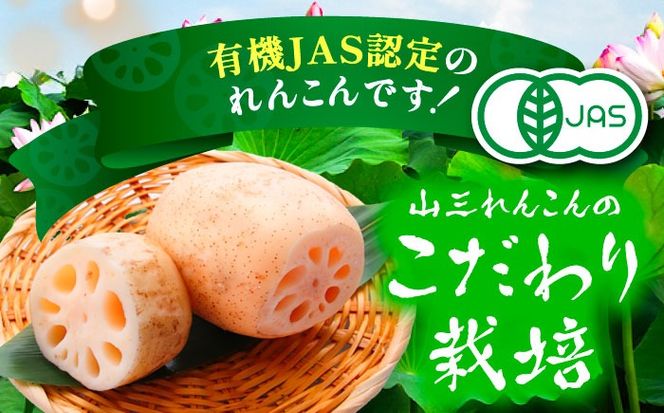 有機JAS認証 土付きレンコン 5kg れんこん 有機栽培 産地直送 野菜 愛西市 / 株式会社山三レンコン [AEBK004]