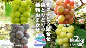 旬のぶどう詰合せ 色とりどりの種類おまかせ 約2kg(3～6房) (石岡市 共通返礼品)  ぶどう シャインマスカット 巨峰 詰め合わせ 果物 フルーツ 旬 人気 産直 採れたて 新鮮 秋 国産 【 2026年9月中旬から発送開始 】